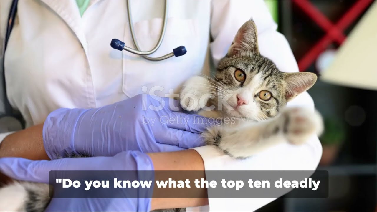 10 Deadly Diseases Every Cat Owner Should Know About | Cat Health Tips