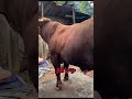 Massive Simmental Jersey Bull #bigbull #cow #simmental #strongbull #viralshorts