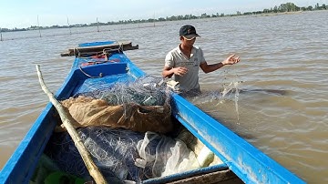 Đi giăng lưới cá mè vinh cuối mùa nước nổi /cá dính thấy ham #16