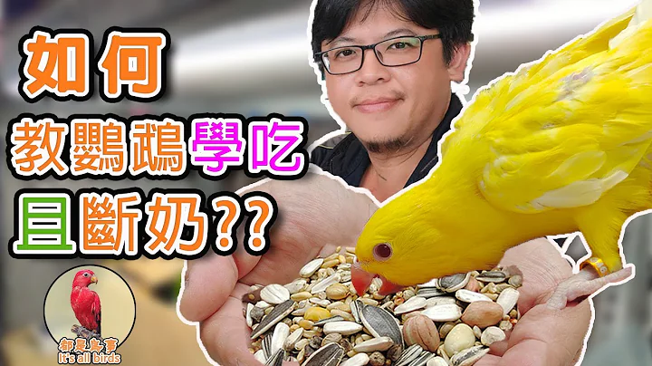 【鹦鹉饲养教学】如何教鹦鹉幼鸟学吃且是否断奶? - 天天要闻