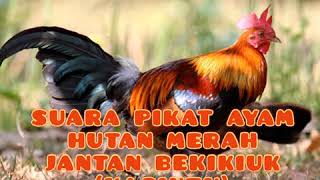 Full HD Suara pikat AYAM HUTAN MERAH JANTAN (KASINTU) suara (BEKIKUK/BAKIHKUH) 100% ORIGINAL