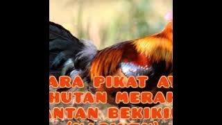 Full HD Suara pikat AYAM HUTAN MERAH JANTAN (KASINTU) suara (BEKIKUK/BAKIHKUH) 100% ORIGINAL