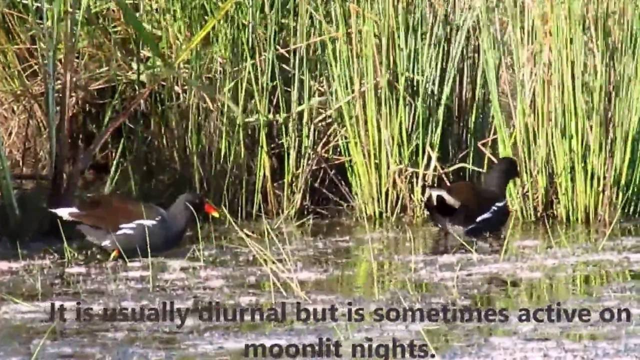 Common Moorhen educational video