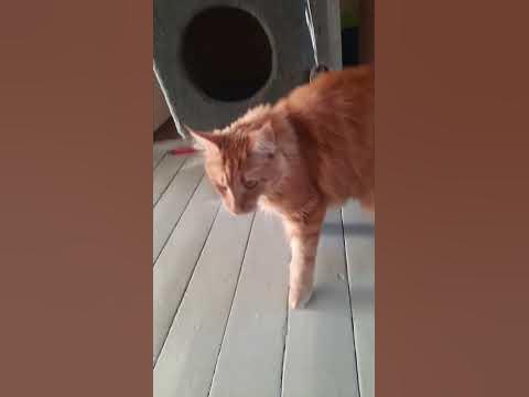 МейнКун и Видео🤣 - YouTube