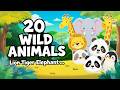 Learn 20 Wild Animals for Kids | Lion Tiger Elephant Giraffe | Animals Names & Sounds
