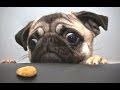 Top 10 Cute And Funny Pug Videos Compilation || NEW HD