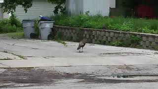 Wild turkey roaming in the neighborhood!