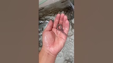 Cá chình bông giống cỡ 400 con/kg zalo 0856 341 856 ship các Tỉnh