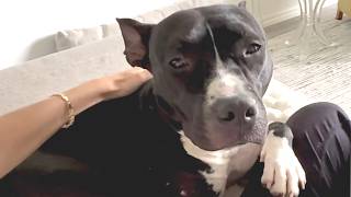Shelter dog wont stop cuddling woman for her kind act
