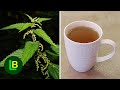 Najzdravija biljka na planeti? Evo kako se pravi čaj od koprive i za šta je dobar