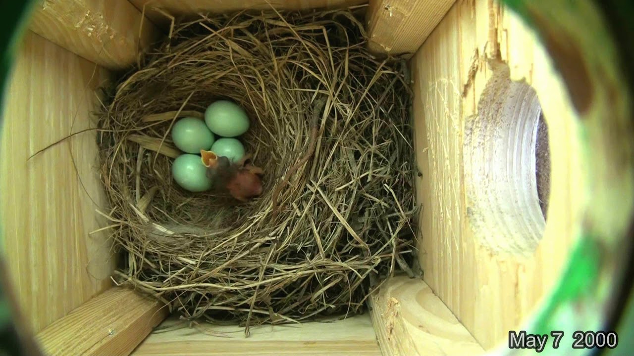 camera iphone 8 plus apk Eastern Bluebird nest 2015 11 min