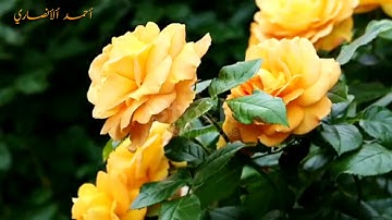 تلاوة مباركة من سورة ألأنعام. ألقاريء د.عبد الحكيم السامرائي 🌹