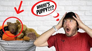We lost our puppy!