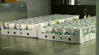 Palletizing Dairy Products