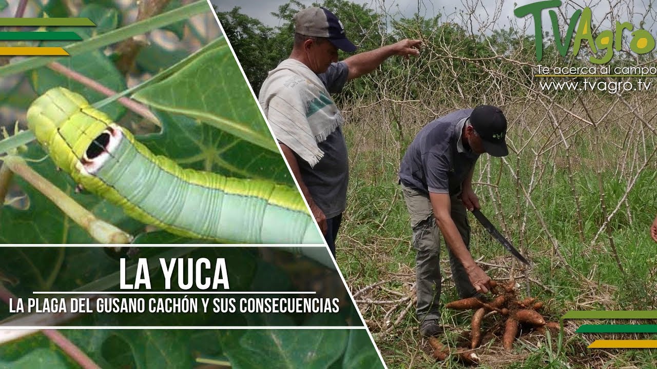La Yuca: La Plaga del Gusano Cachón y sus Consecuencias - TvAgro por