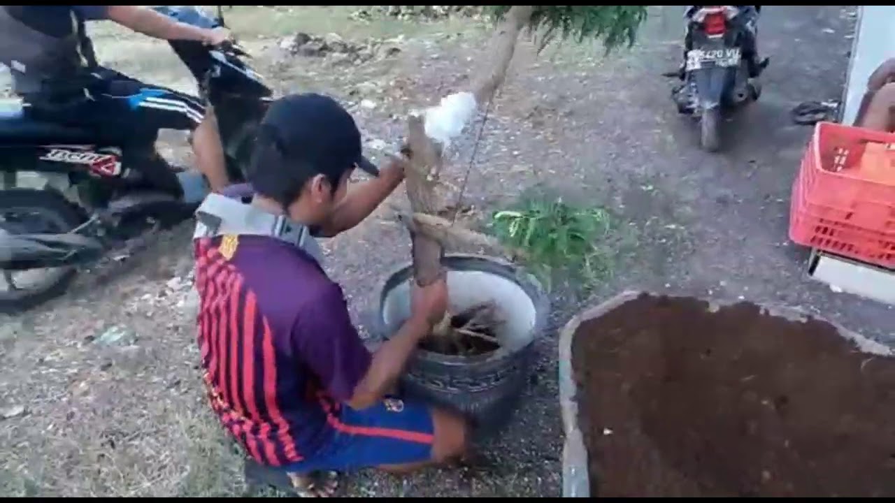  bonsai  asem  jawa  media pot  tanpa sungkup YouTube