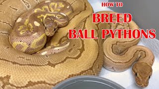 BREEDING BALL PYTHONS: TEMPS, LOCKS & OVULATIONS!