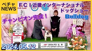 FCI近畿インターナショナルドッグショー！2024.05.12 Dog show!!Bulldog!! 【ブルドッグ】