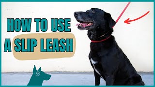 How To Use A Slip Leash To Communicate With Your Dog!