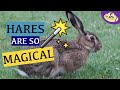 Why hares are magical luna lovegoods patronus explained