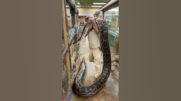 Largest Burmese Python on Earth 😳 #shorts #snake #python #reptile #animals