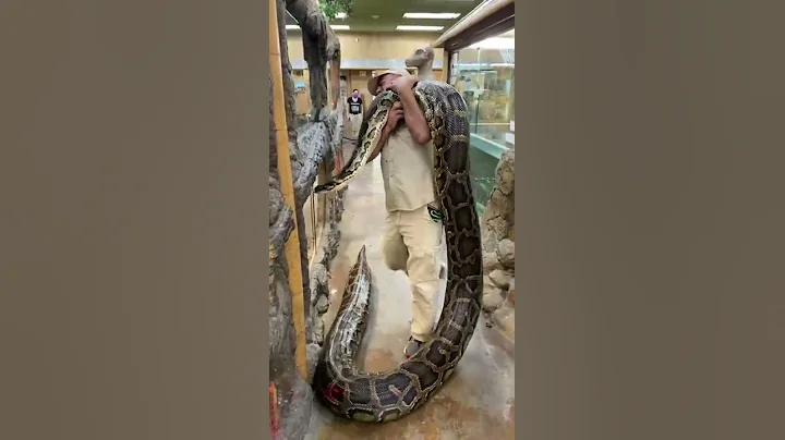 Largest Burmese Python on Earth 😳 #shorts #snake #python #reptile #animals - DayDayNews