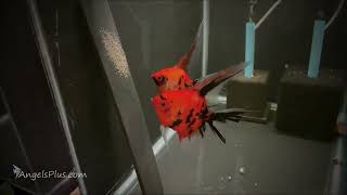 Koi Angelfish Breeding Pair
