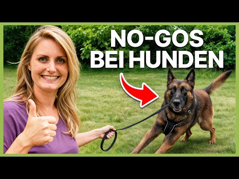 NO-GOs bei Hunden und warum ich sie liebe