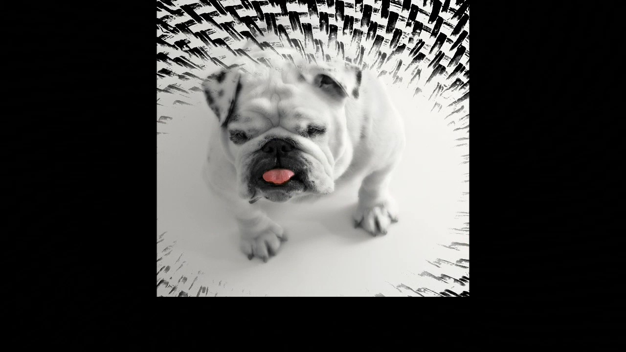 10 Foto Anak Anjing Lucu Dan Menggemaskan Youtube