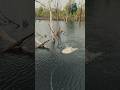 This Is How You Land Big Fish #Fishing #FishingVideos #FishingContent