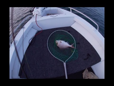 Lake Macquarie Bream