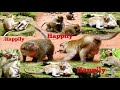 Very grateful all monkeys happy in life with nurture monkeys show happily in their living area