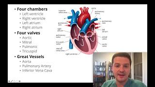 Had an echocardiogram? Here's how to understand your results.