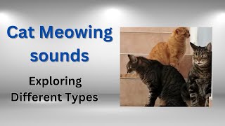 Cat Meowing sounds - Exploring Different Types screenshot 3