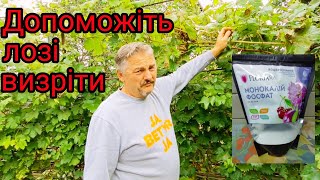 картинка: Допомогаємо виноградній лозі