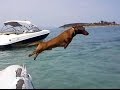 Hilarious Dachshund on holiday