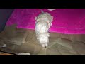 Maltipoo Puppies II Potty Training at 3 Weeks Old I Part 2