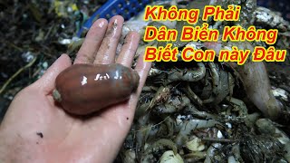 Ngư Dân Biển Sầm Sơn Đi Săn Bắt Hải Sản • Ẩm Thực Biển Sầm Sơn