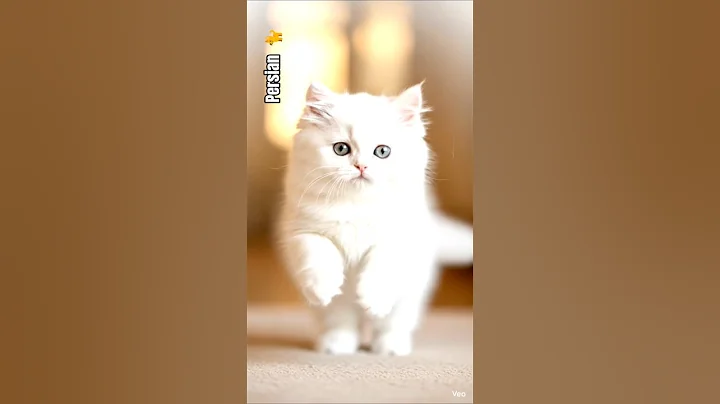 Watch the video about Whisker Wonders 😸❤️❤️😸 #shorts #youtubeshorts #shortsfeed