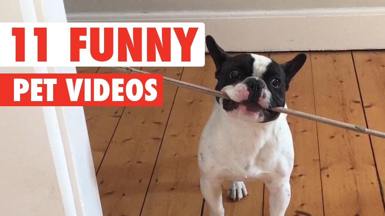 11 Funny Pets Video Compilation 2016 - YouTube