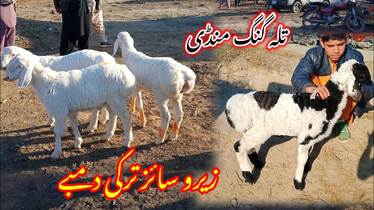 Talagang dumba Mandi/zero size Turkey dumba kids rates/dumba Mandi 13 February new update/