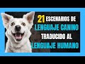  21 escenarios de lenguaje canino traducido al lenguaje humano