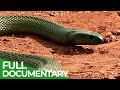 Most Venomous | Wild Ones | Episode 10 | Free Documentary Nature