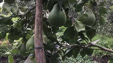 Bưởi ruby vườn anhbabuoi- bình Tân Vĩnh Long-0919705120