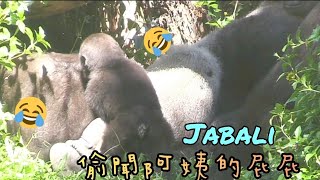 D'jeeco Family|Gorilla|Taipei zoo|Jabali is 350 days old, Ringo is 141 days old.20211016-5
