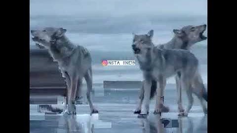 سورة يوسف//بصوت القارئ//اسلام صبحى"🙂😍😍❤