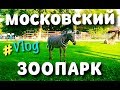 Московский Зоопарк / Vlog