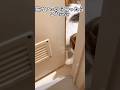 猫カフェから帰ってきたらトイレまで凸してきた😾😱 #ねこ動画 #今これ #猫のいる暮らし #ねこ部 #今ここ #猫好きさんと繋がりたい #ねこ #munchkin #shorts