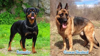 German Shepherd vs Rottweiler | Dog Comparison by Pet Room 13,454 views 1 year ago 4 minutes, 23 seconds