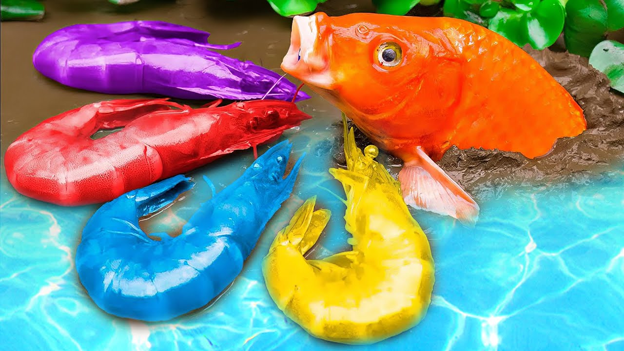 Stop Motion ASMR in mud Koi Fish Eat Shrimp, Have Fun With Crabs